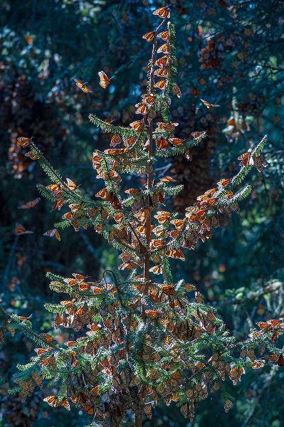 A monarch butterfly Christmas Tree-El Rosario Reserve-Mexico